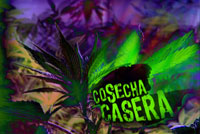 Cosecha Casera,Home Grown News Story